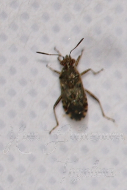 Rhopalidae - üvegpoloskák