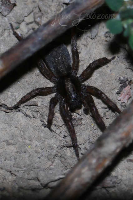 Trochosa
