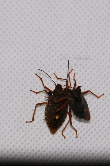 Pentatoma rufipes - vöröslábú címerespoloska Pentatoma rufipes - vöröslábú címerespoloska