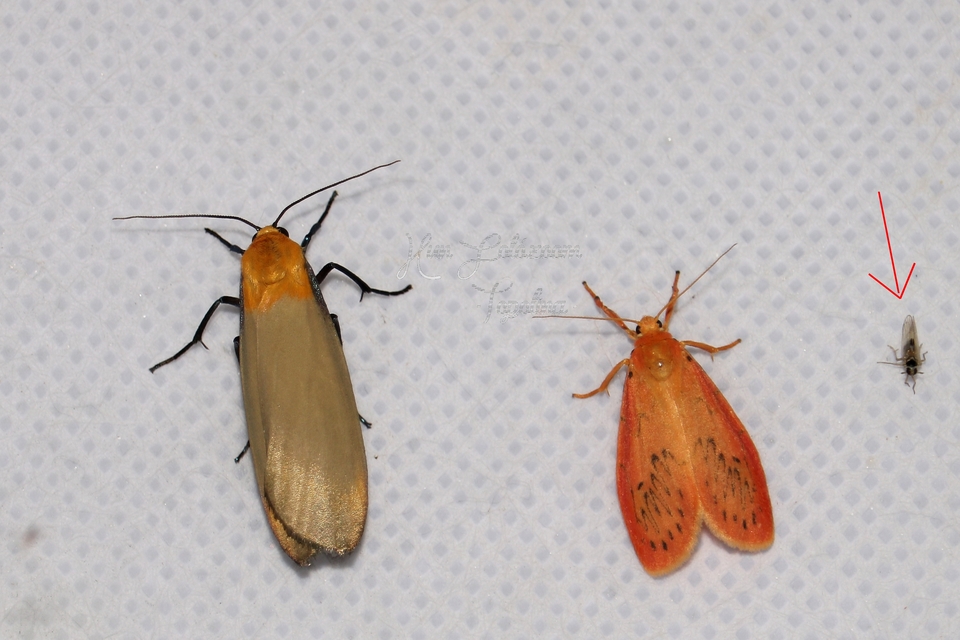 Delphacidae - sarkantyús kabócák