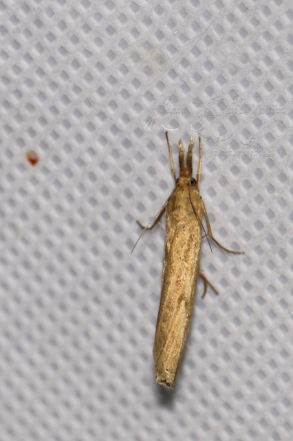 Pediasia contaminella - mocskos fűgyökérmoly