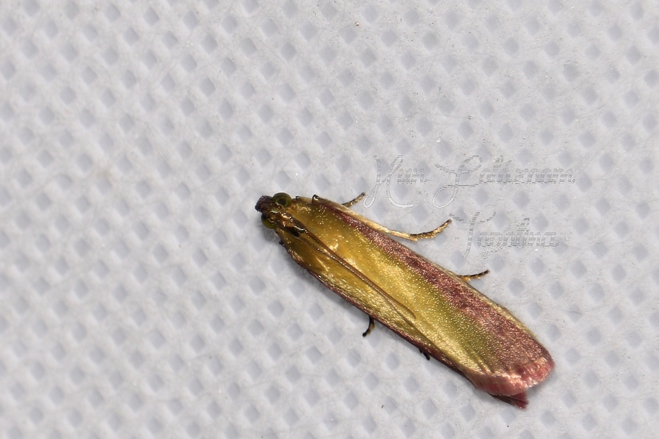 Oncocera semirubella - lucernamoly