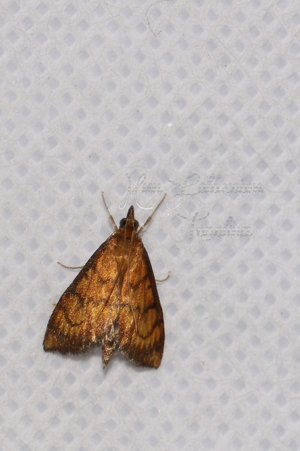 Ecpyrrhorrhoe rubiginalis - rozsdavörös tűzmoly