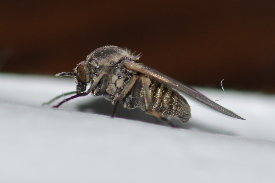 Simuliidae - púposszúnyogok