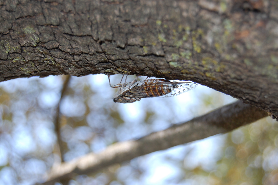Cicada orni - mannakabóca