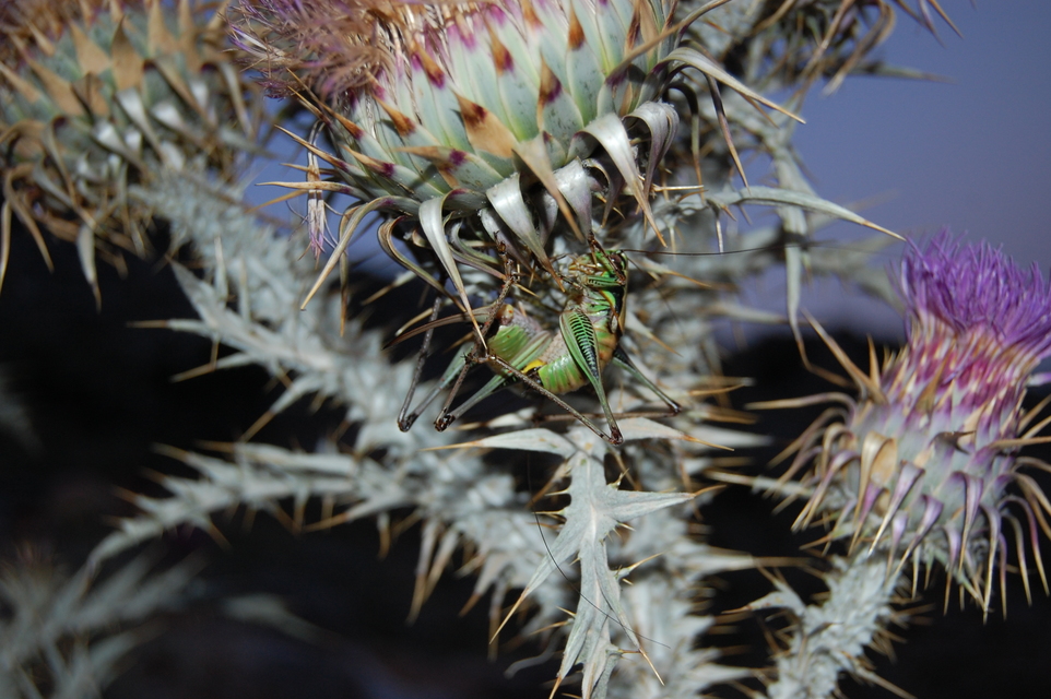 Eupholidoptera