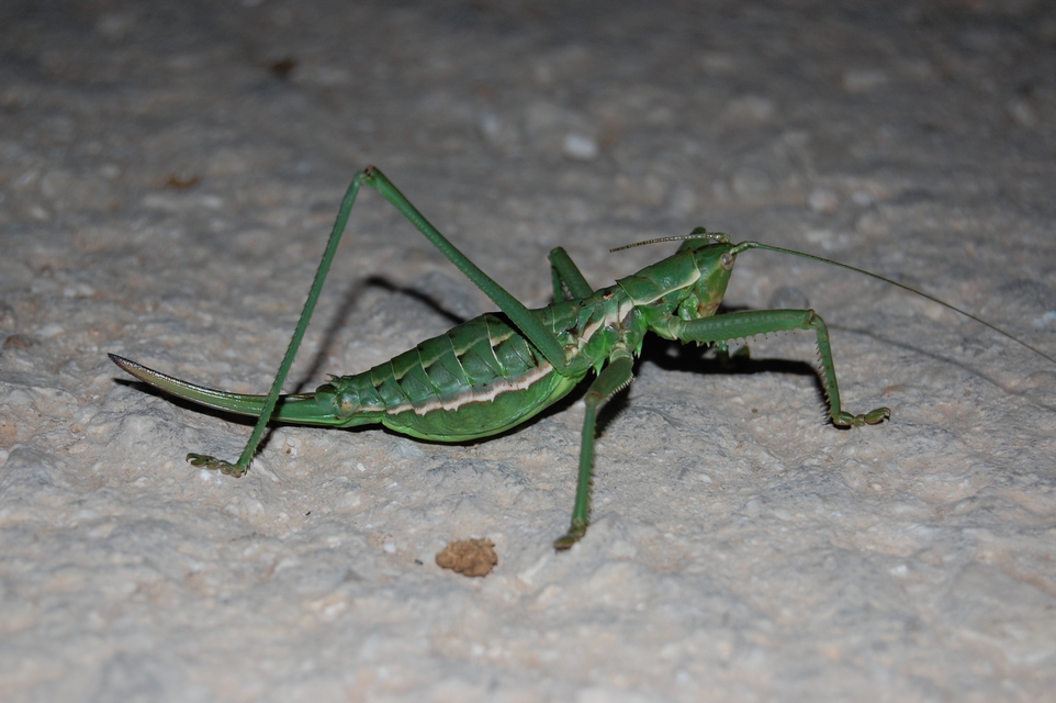 Saga hellenica