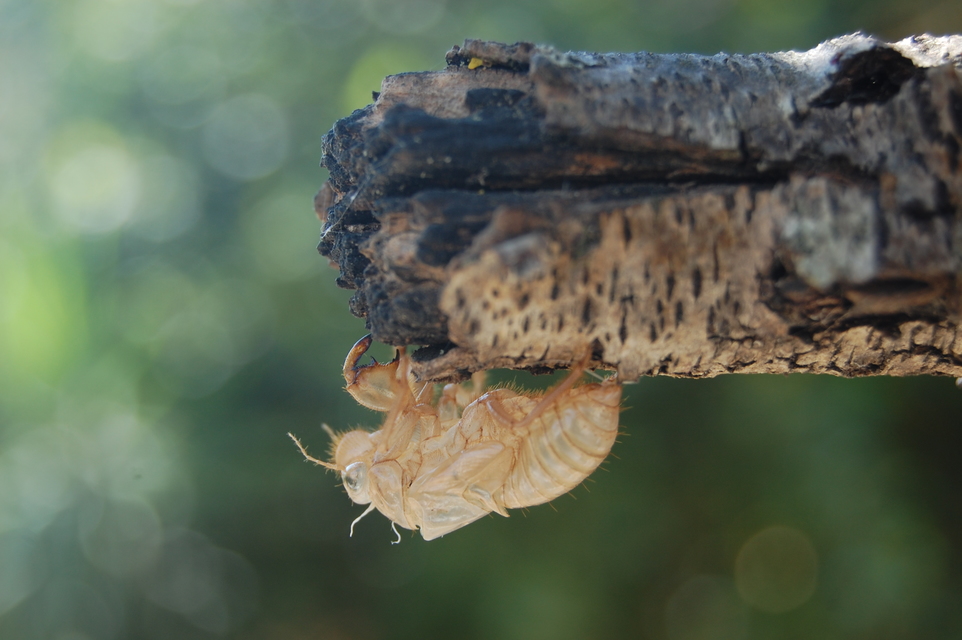 Cicadidae - énekeskabócák
