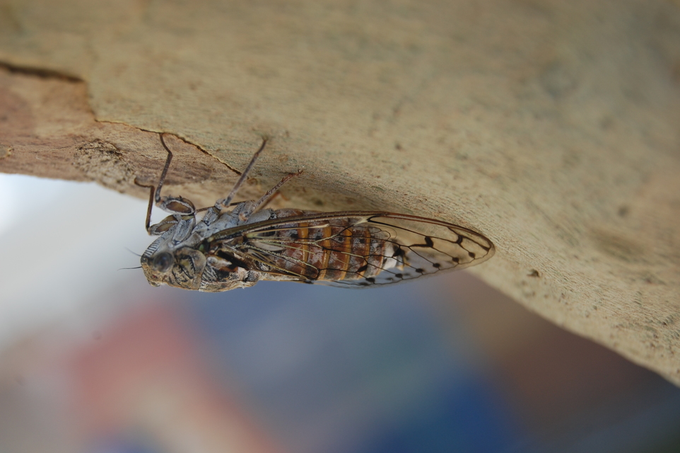 Cicada orni - mannakabóca