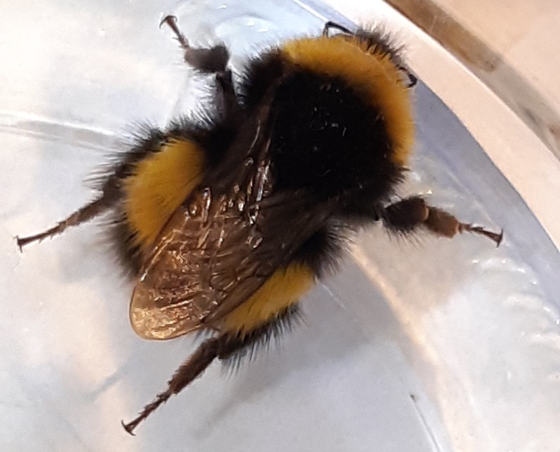Bombus haematurus - mediterrán poszméh
