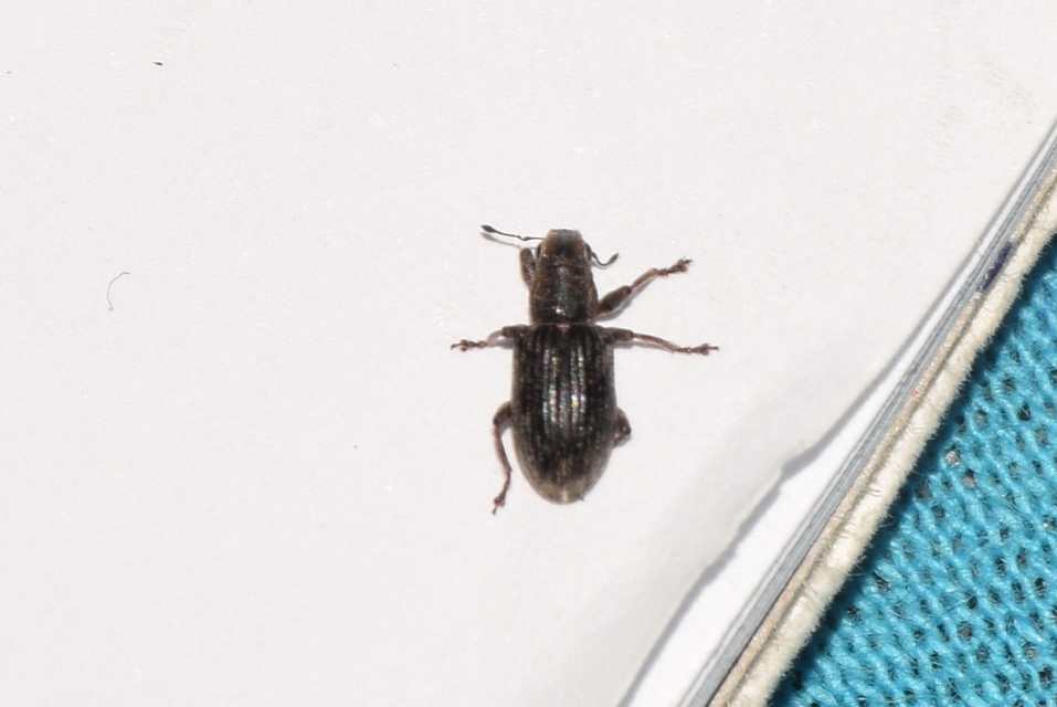 Sitona puncticollis - nagy csipkézőbogár