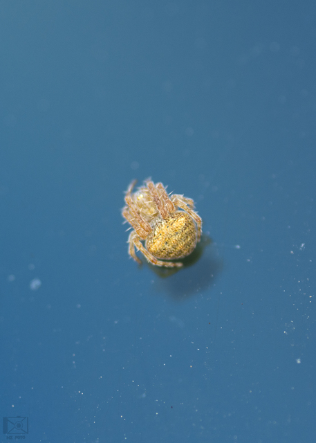 Araneus triguttatus/sturmi