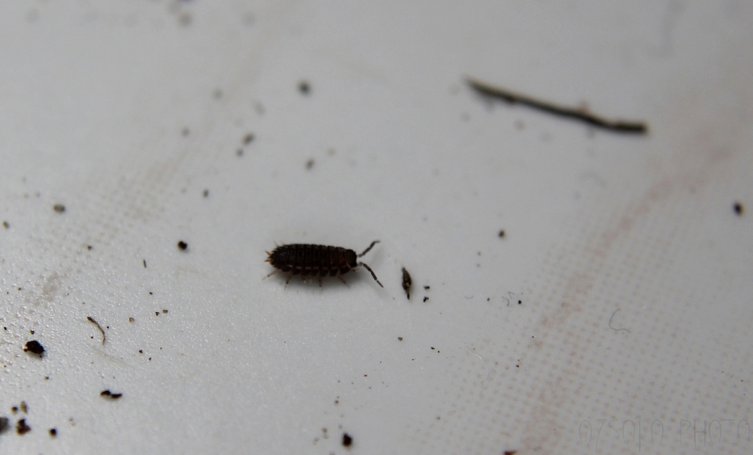 Trachelipus