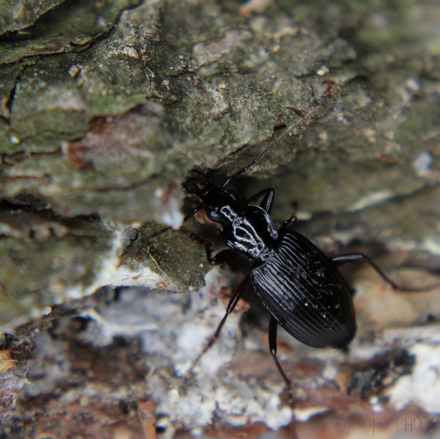 Limodromus assimilis - vöröslábú kisfutó