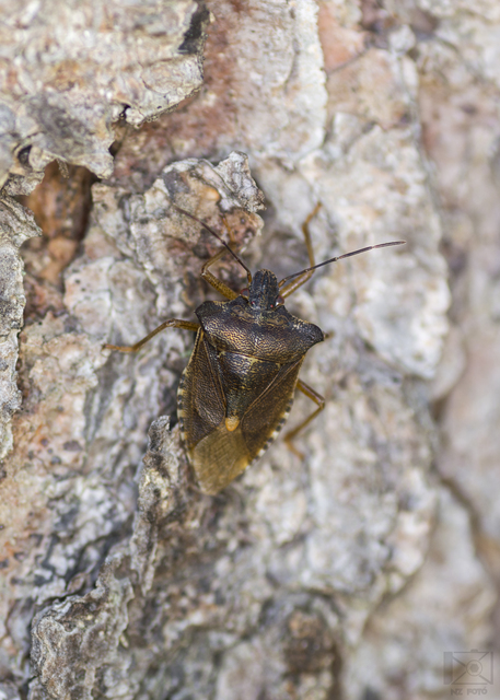 Pentatoma rufipes - vöröslábú címerespoloska Pentatoma rufipes - vöröslábú címerespoloska