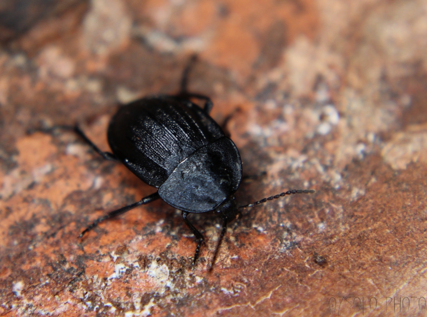 Phosphuga atrata - bordás csigarabló