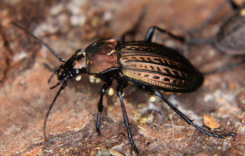 Carabus cancellatus - ragyás futrinka