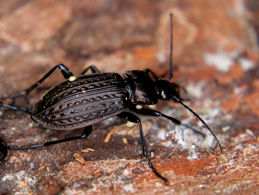 Carabus granulatus - mezei futrinka