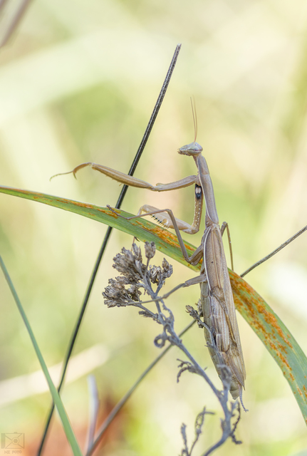 Mantis religiosa - imádkozósáska