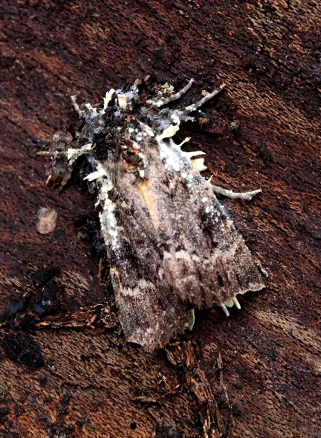 Amphipyra berbera/pyramidea