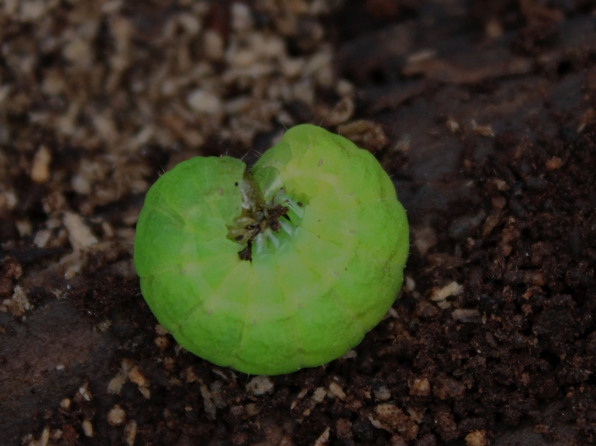 Phlogophora meticulosa - vándorló csipkésbagoly