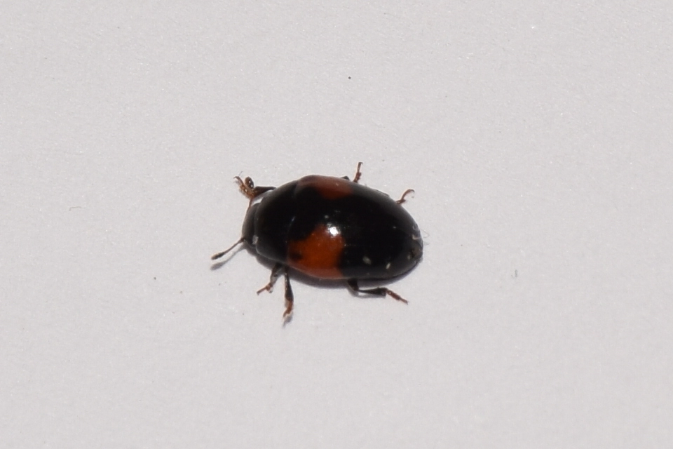 Tritoma bipustulata - feketenyakú tarbogár