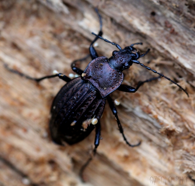 Carabus cancellatus - ragyás futrinka