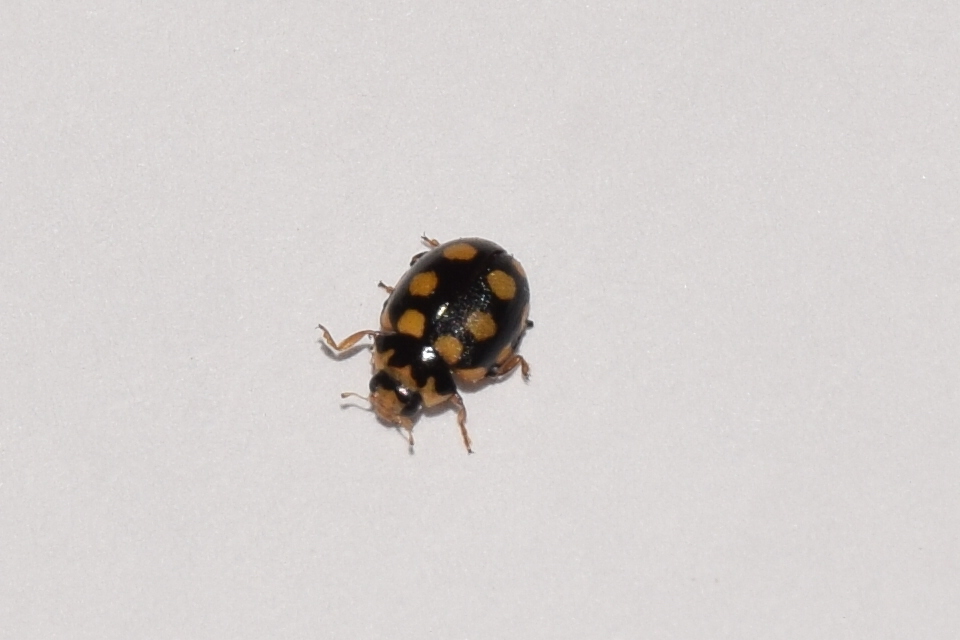 Coccinula quatuordecimpustulata - feketesárga katóka