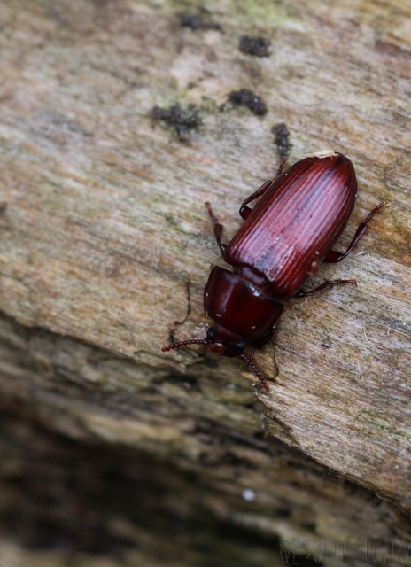 Uloma culinaris - nagy rágványbogár