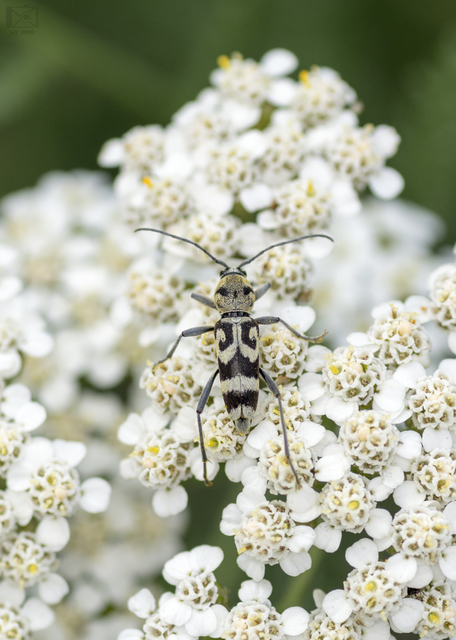 Chlorophorus varius - díszes darázscincér