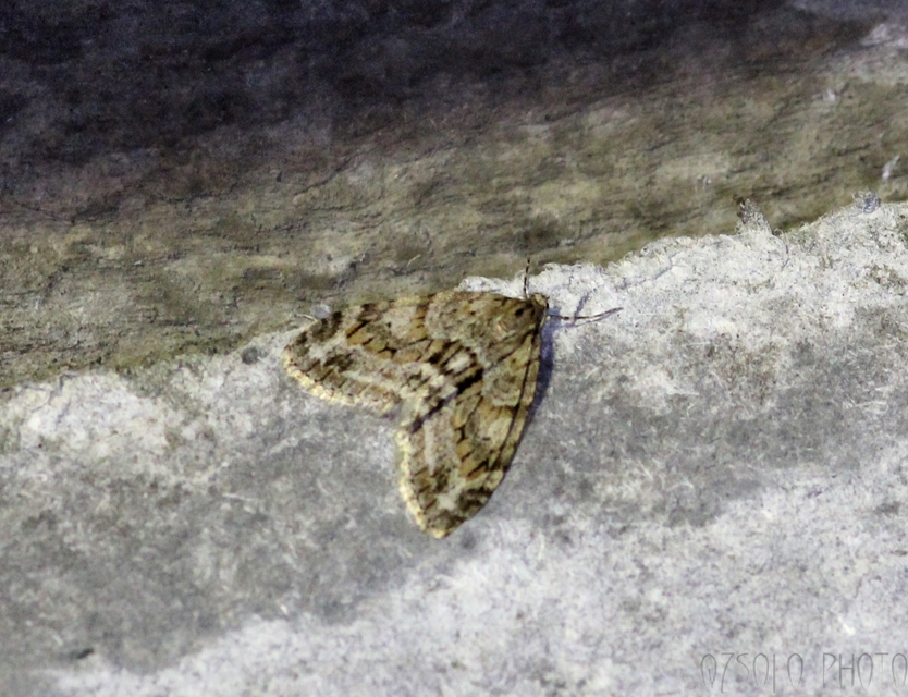 Trichopteryx polycommata - kőrisfa-lebenyesaraszoló