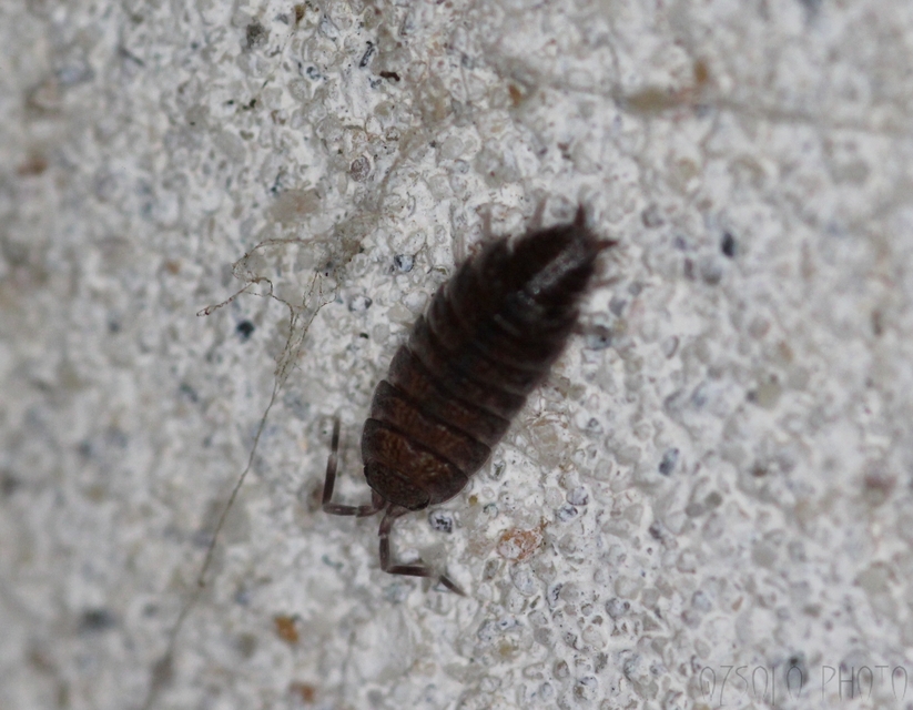 Porcellionides pruinosus - hamvas ászka Porcellionides pruinosus - hamvas ászka