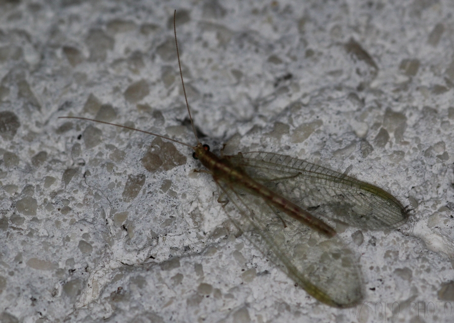 Chrysopidae - zöldfátyolkák