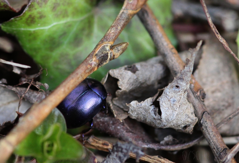 Chrysolina sturmi - vöröslábú levelész