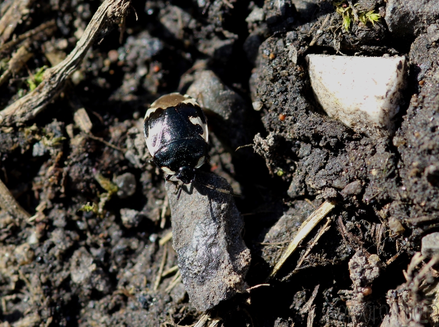 Tritomegas bicolor - foltos földipoloska