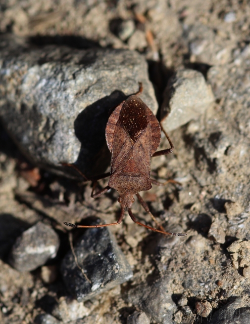 Coreus marginatus - közönséges karimáspoloska