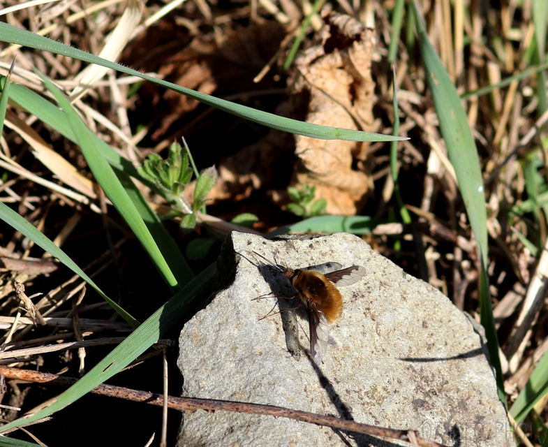 Bombylius major - szegélyes pöszörlégy