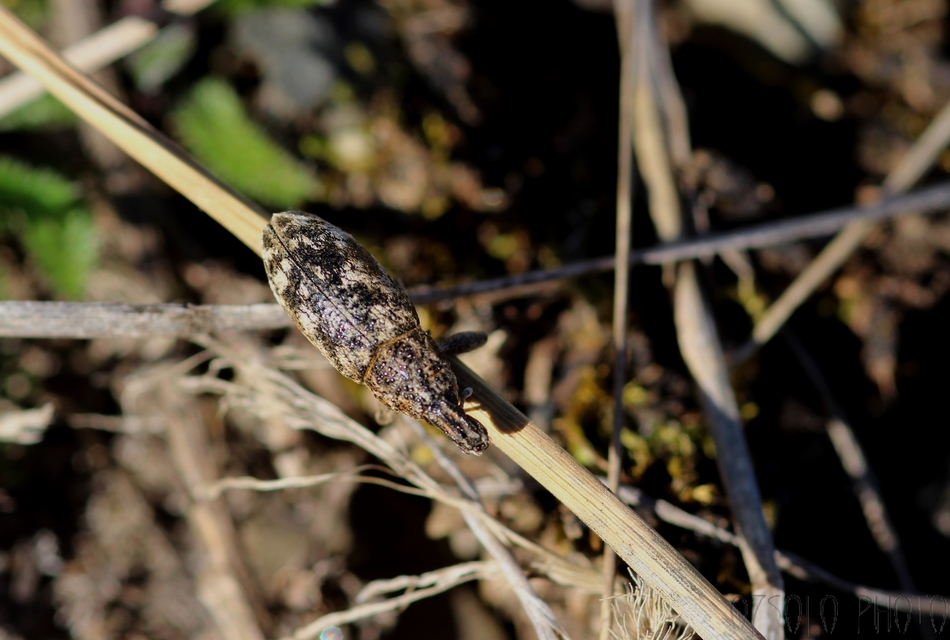 Cyphocleonus dealbatus - márványos barkó