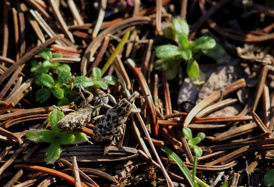 Cyphocleonus dealbatus - márványos barkó