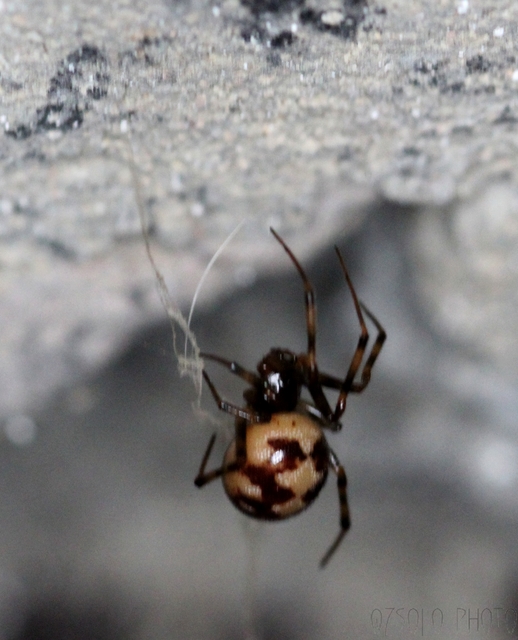 Steatoda triangulosa - háromszöges faggyúpók
