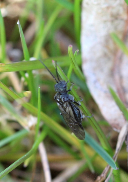 Tenthredinidae - valódi levéldarazsak