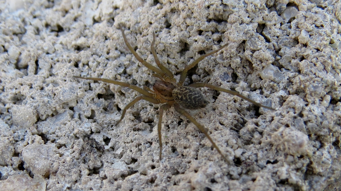 Eratigena agrestis - réti zugpók