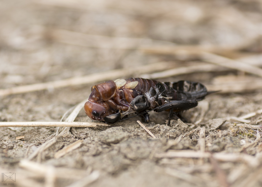Gryllus campestris - mezei tücsök