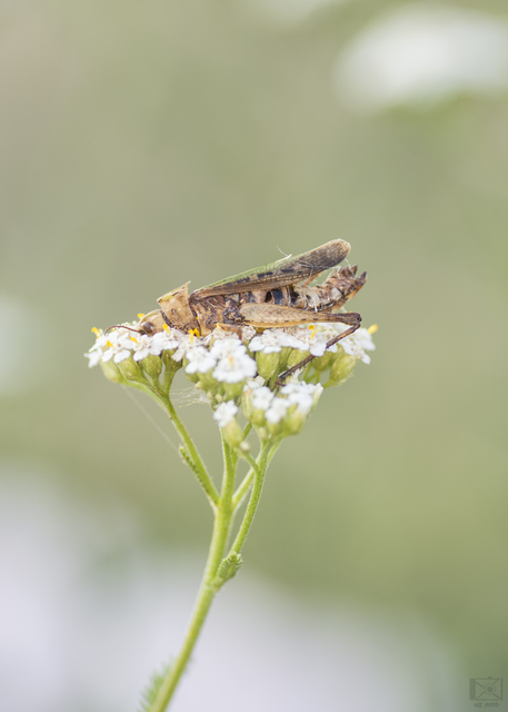 Omocestus rufipes - vöröshasú tarlósáska