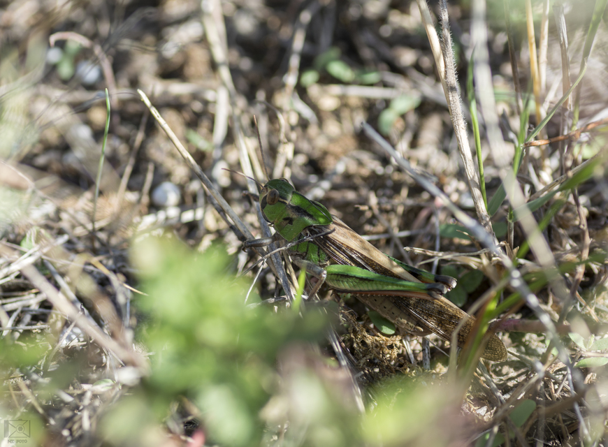 Locusta migratoria - keleti vándorsáska
