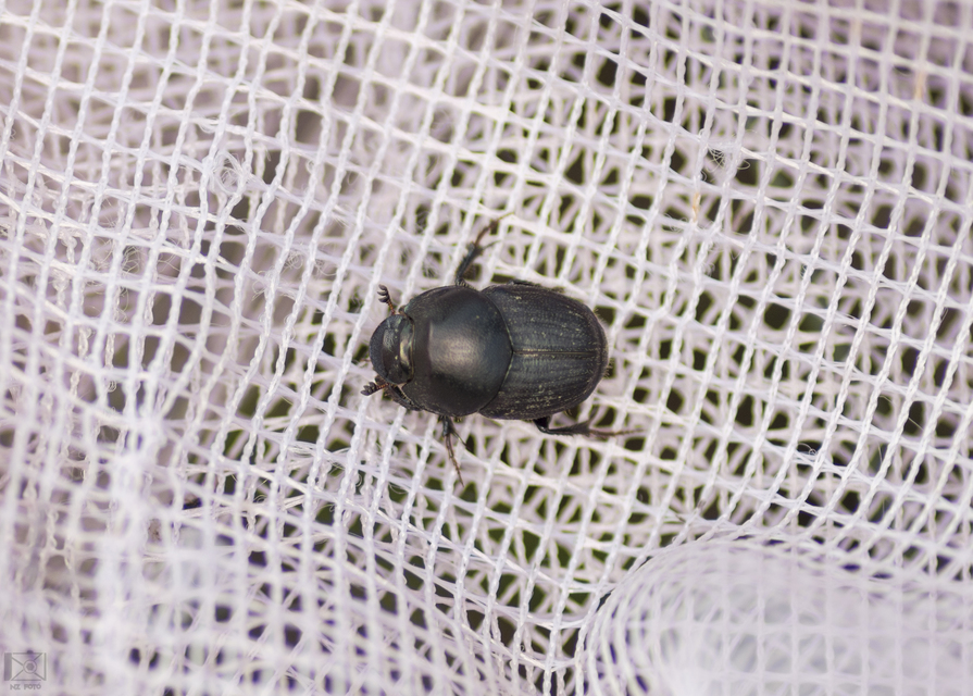 Onthophagus illyricus - tülkös trágyatúró