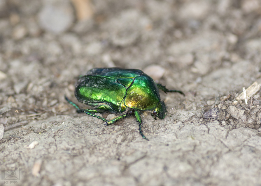 Protaetia affinis - smaragdzöld virágbogár