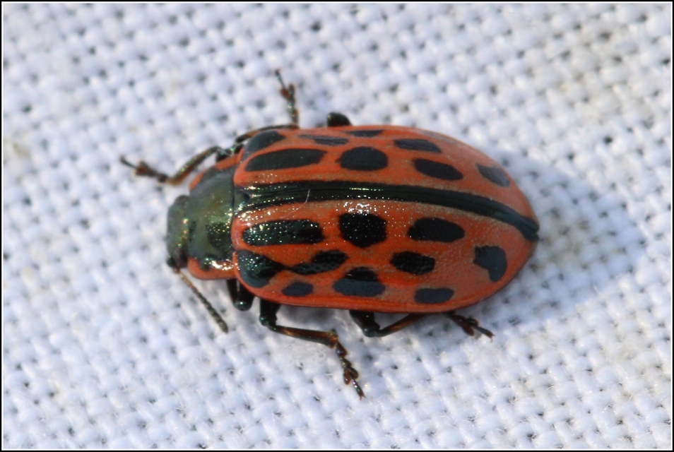 Chrysomela vigintipunctata - húszfoltos fűzlevelész Chrysomela vigintipunctata - húszfoltos fűzlevelész