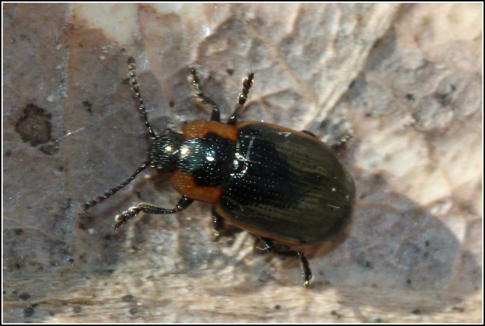 Prasocuris marginella - szegélyes boglárkalevelész