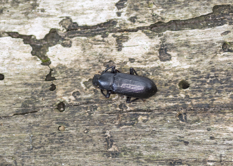 Menephilus cylindricus - fogasnyakú gyászbogár